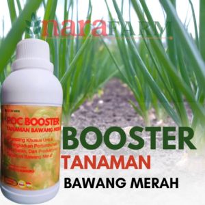Pupuk pembesar umbi bawang merah dan pupuk penyubur bawang merah