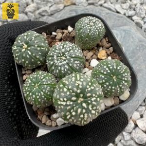 Seedling Astrophytum Super Kabuto / Cactus Succulents / Kaktus Sukulen
