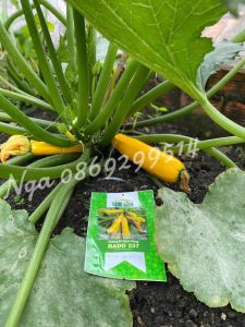 túi 20 Hạt giống bí ngòi vàng trồng quanh năm