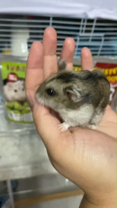 PetHeng เพ็ทเฮง อาหารแฮมสเตอร์ เดอร์เมาร์ท เจอร์บิว  ขนาด 400 กรัม10ถุงแถม3ถุง (เลือกสูตรได้)