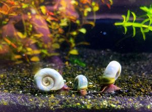 Red Blue Ramshorn snail (buy10free5snail+FREE snail food+ free plants) aquarium pemakan algae / apple  snail / 苹果螺 / red ramshorn snail / blue ramshorn/ blue snail /aquarium snail / algae eater
