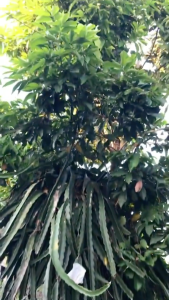 100% effective!!!No need to chop! tree killer 1000g concentrated formula can kill trees weeds bamboo tree