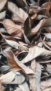 Herbal Daun Pala Kering / Daun Pala Kering Alami Untuk Kesehatan Tubuh