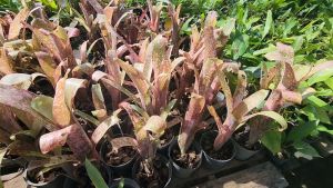 👑ต้นสับปะรดสี Billbergia Strawberry cream ส่งแบบถอดกระถาง ไม้กระถาง ไม้ใบ 👑