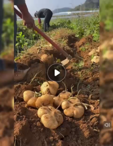 Benih Sengkuang/Benih Bangkuang(18 Seeds)/沙葛籽/Sweet Turnip Seeds/Jicama Seeds