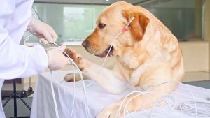 ✅Ready Stock✅ Contec Digital Channel 12 Lead Pet Heart Rate Machine Dog Cat Electrocardiograph ECG300G Sensor CE & FDA