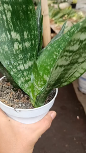 tanaman hias sensivera tripasciata black brazilian