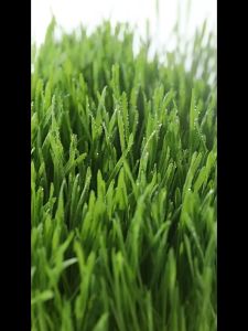 无蔗糖非转基因 原味豆浆/黑豆浆/青汁豆奶/生椰豆奶粉 10bagsx小袋/box盒 Sugar Free Pure Soy Bean/Black Soy Bean/Green Juice Soy Bean/Coconut Soy Bean Soy Milk