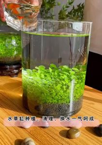 Easy Growing Fish Tank Plant Green Grass Aquarium Grass Mat Lawn Decor/Seed water grass 水草种子