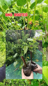MULBERRY PLANTS Fresh Illinois Cuttings with Rooting Powder– Mura Fast Growing Sweet Harvest