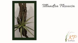 【Limited Stock】Tillandisa Flexuosa with woods / 空气草- 旋风木柄凤  /空气凤梨- 旋风木柄凤