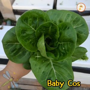 เมล็ดพันธุ์ ผักสลัด เบบี้คอส (Green Baby Cos) มินิคอส ใบกรอบสีเขียว ทรงห่อหัว (1 ซอง 100 เมล็ด)