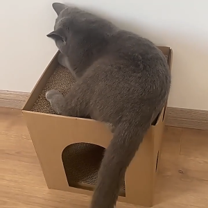 กรณีแมว Scratch DIY ประสิทธิภาพด้านต้นทุนสูง ที่นอนสัตว์เลี้ยง แบบกล่อง บ้านสำหรับสัตว์เลี้ยง ที่นอนแมว ที่นอนสัตว์เลี้ยง ที่ลับเล็บแมว