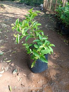 bibit tanaman jambu kancing | cangkok | siap berbuah