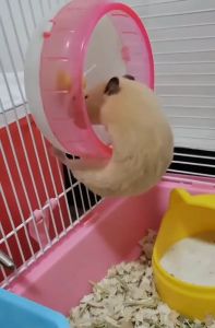 Hamtoro Kincir Mainan Aksesoris Hamster Premium Akrilik Tebal