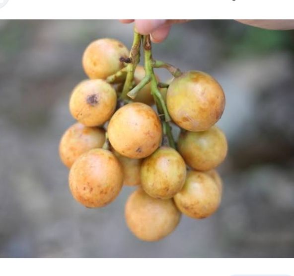 Buah%20menteng%20500%20gram%20buah%20kapundung%20buah%20langsat%20buah%20duku%20condet%20buah%20musiman%20buah%20langka%20-%20Image%207