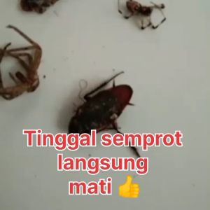 spray obat racun pembasmi kecoa kecoak langsung mati super ampuh