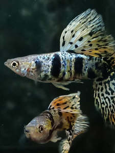 GUPPY YELLOW TIGER KING COBRA PAIR (GRADE)