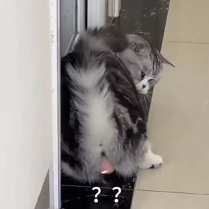 Interactive Smart Electric Rolling Pet Ball with Light-up Features for Cats