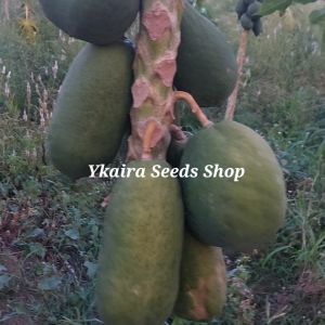 10 Sweet Papaya Seeds: A Guide to Growing Your Outdoor Garden