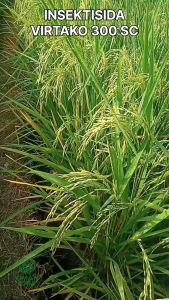 VIRTAKO 300 SC SYNGENTA INSEKTISIDA Kemasan 50 ml Obat Hama Serangga Ampuh Wereng Sundep Ulat