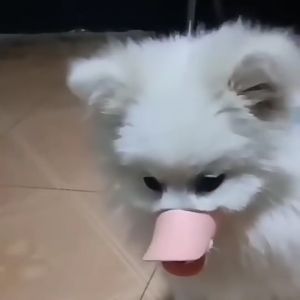 Rọ mõm Chó hình mỏ vịt (Không chọn size theo cân nặng) - Love pets shop