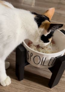 OF027 ELEVATED CAT BOWL STAND No Spill Pet Food Water Feeder DOG BOWL STAND Wood Stand