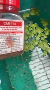 Cám Trộn T10 (10 thành phần) Chăm Sóc Cá Toàn Diện - Thức Ăn CAO CẤP CHO CÁ