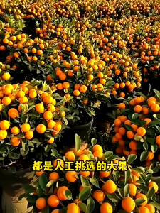 500g dried kumquat with rock sugar冰糖金桔干 甘草金桔 蜜桔果脯 润喉柑橘蜜饯 authentic Tianshan snow kumquat with licorice preserved fruit snacks孕妇休闲零食