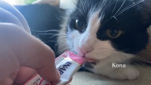 Ciao Inaba Juicy Bites Cat Treat Cats Snack Food All Stages Adult Kitten 11.3g