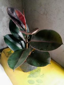 thailand black prince ( FOR LUZON ONLY)