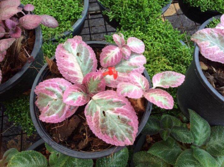 Pokok Episcia cleopatra Red Real Plant hotselling indoor outdoor ready ...