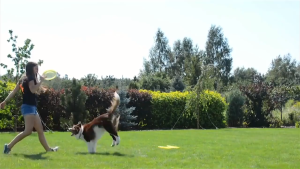 Đồ chơi đĩa bay kiêm khay đựng thức ăn và nước uống cho Chó Mèo (mẫu mới) - Love Pets Shop