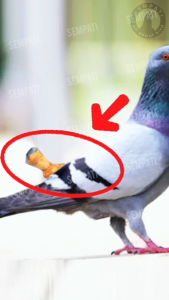 SEMPATI Sawangan Merpati Presiden Lubang 1 Bahan Kayu Lapis Alumunium Hatong Peluit Pluit Mainan Burung Dara