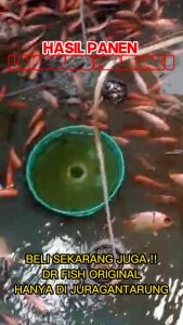 PROMO TERGILAVitamin Ikan Nila Cepat BesarVitamin Pakan Ikan NilaVitamin Ikan Nila NasaPaket Vitamin Ikan Nila Vitamin Ikan Nila Biar Cepat Besar Vitamin Ikan Nila Terbaik Vitamin Ikan Nila Alami Vitamin Ikan Nila Terbaru