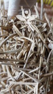 Kulit Kayu Pulosari 250gr / Pulasari / Palasan atau Pulowaras Grade A