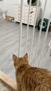 🐦 Interactive Flying Bird Cat Toy Singapore | Hanging Eagle Simulation Pet Toy | Teasing Game for Cats & Dogs | Durable Ceiling Play Toy