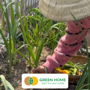 Hạt Giống Tỏi Tây GreenHome Gói 1g~300 hạt Giống Hành Baro Dễ Trồng Quanh Năm Kháng Bệnh Tốt G18