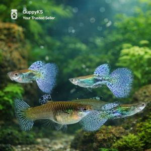 Purple Grass Guppy Pair