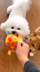 BELL BALL ของเล่นสูงสุด ลูกบอลกระดิ่ง ลูกบอลหมา Dog Toy CleverPet