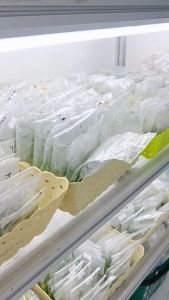 Homalomena Rubescens (งานหลุดเขียวจากแม่ด่าง) | ไม้เนื้อเยื่อ