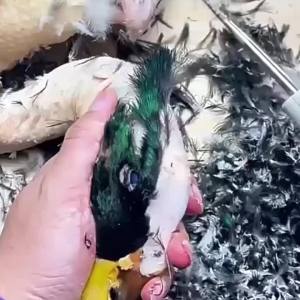 Household Chicken Feather Plucker Duck Goose Poultry Hair Extractor Wireless Hair Removal Machine