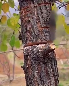 Hand Saws for Tree Trimming Outdoor Portable Garden Multi-Function Saw with Balde Mini Cutting Tool