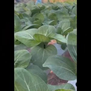 SORNDAENG 🇹🇭 ผักซอง ศรแดง S039# ข้าวโพดข้าวเหนียว เหนียวหวานทับทิม F1 เมล็ดพันธุ์ ข้าวโพด เมล็ดพันธุ์ผัก ผักสวนครัว ผักศรแดง