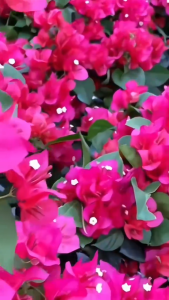 Stock Ready🔥soil activator soil activator soil activator soil activator Suitable for All Kinds of Ornamental Crops Fruits & Vegetables black soil fertile soil organic fertilizer soil activator fertilizer