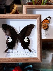 Solid Wood DIY Photo Frame 1.5cm Hollow True Glass Butterfly Plant Fruit Dried Flower Specimen Handmade Framing Home Decor