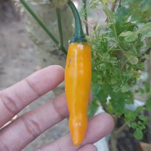10 Seeds Yellow Hot Chili: A Guide to Planting & Growing