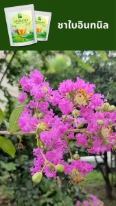 ชาใบอินทนิล ตราไร่กฤติยา (Banaba Leaf Tea)