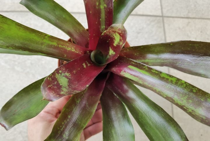 bromeliad neoregelia Laevis Red Hybrid | Lazada