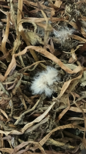 蒲公英 100g Dandelion 蒲公英叶和根